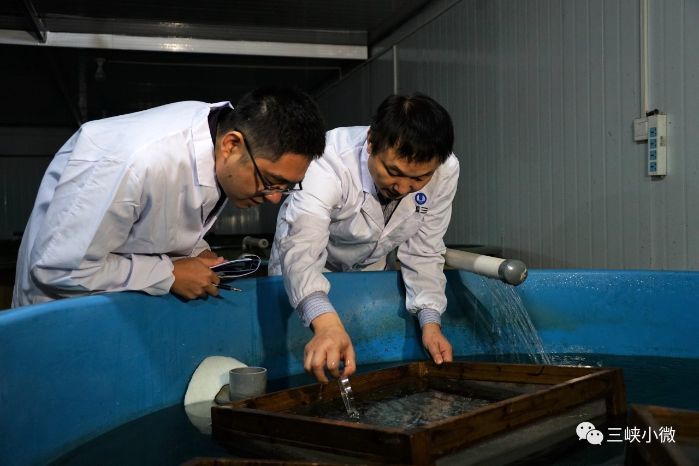120,000 fries of 2nd-generation Chinese sturgeons propagated at CTG institute-1