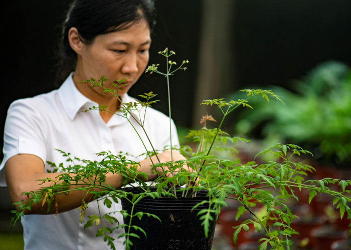CTG protects endangered and rare plants live along the Yangtze River-1