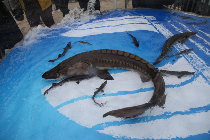 Chinese sturgeon with sonar mark arrives at estuary of the Yangtze River-1
